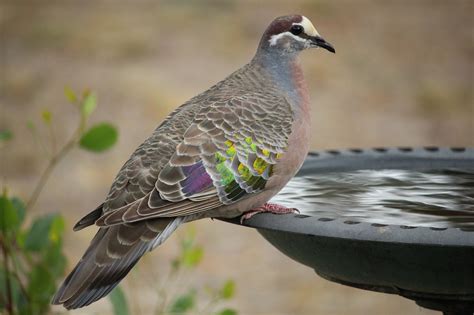 6 tipos de palomas más espectaculares del mundo: ¡Hay que ...