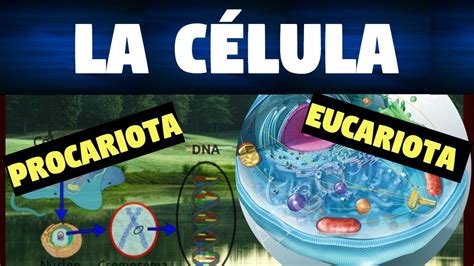 6 Todo sobre: La Célula Eucariota y Procariota ...