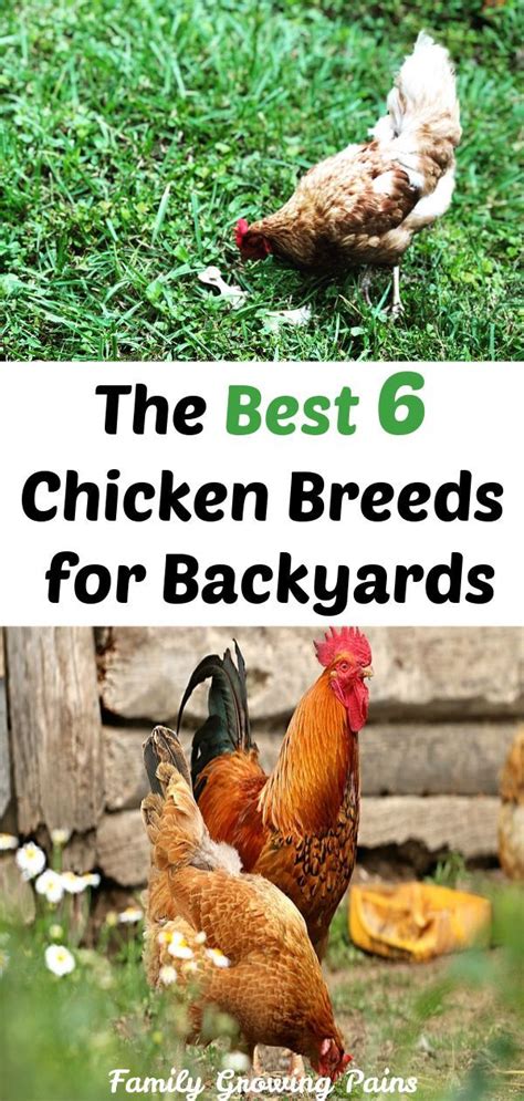 6 Top Chicken Breeds for Small Spaces | Chickens backyard ...