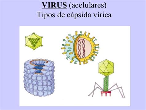 6 virus bacterias