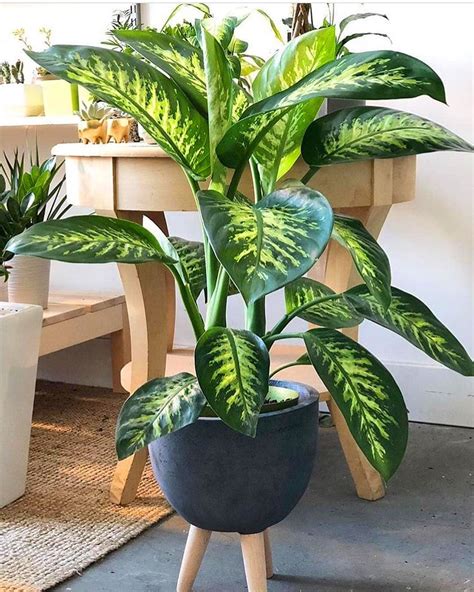 60+ Beautiful Indoor Plants Design in Your Interior Home en 2020 ...