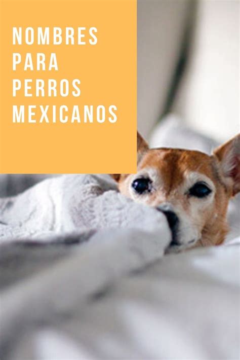 + 60 Nombres Para Perros Mexicanos ¡Chidos!   Pet Posts | Nombres para ...