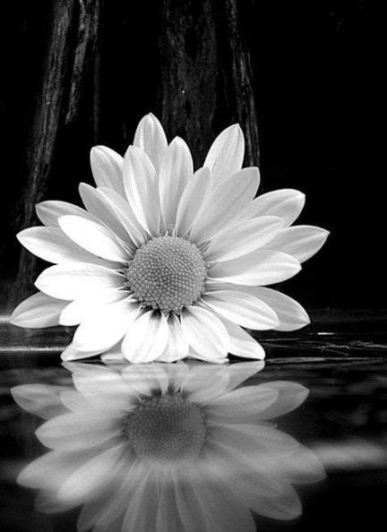 61 ideas flowers photography black and white daisies for 2019 | White ...