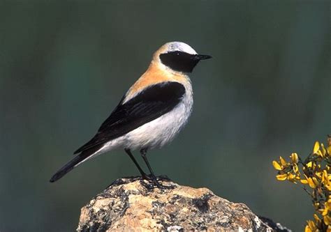 622 especies componen la nueva  Lista de las aves de España