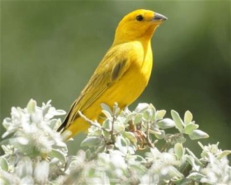 69 best images about Especies de Aves on Pinterest ...