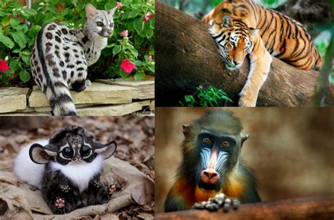 7 Animales Exóticos Para Criar en Casa ¿SE PUEDEN DOMESTICAR?