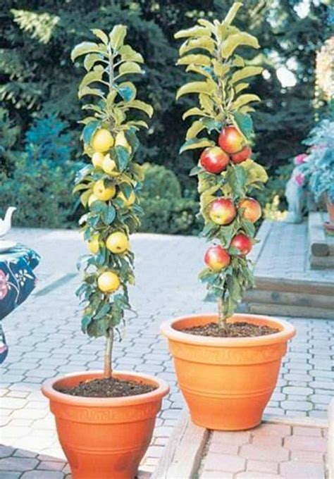 7 árboles frutales que podrás obtener a partir de las semillas y huesos ...