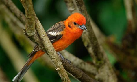 7 Aves en peligro de extinción que destacan por su belleza   Ecologia Util