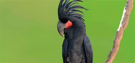 7 Aves en peligro de extinción que destacan por su belleza   Ecologia Util