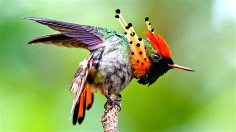 7 Aves Más Hermosas Y Bellas De La Amazonas   YouTube