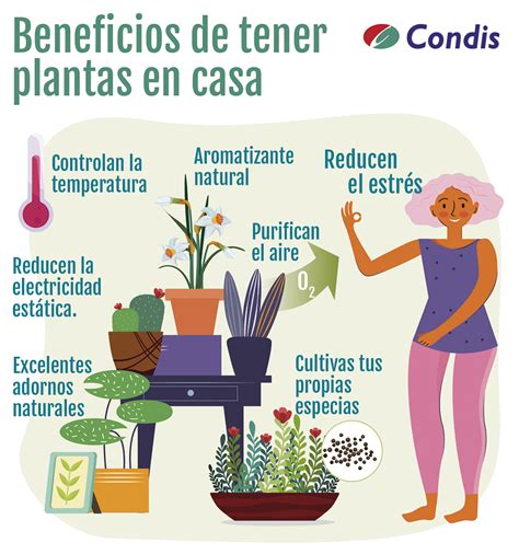 7 beneficios de tener plantas en casa | Condislife