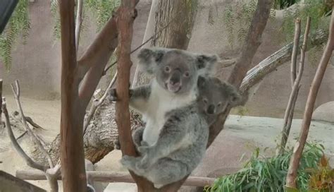 7 best Koalas bald ausgestorben? images on Pinterest ...
