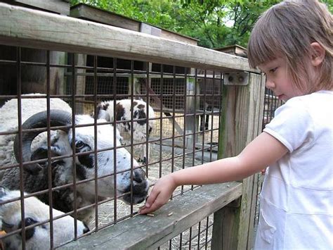 7 Best Petting Zoos in NYC To Visit With Kids