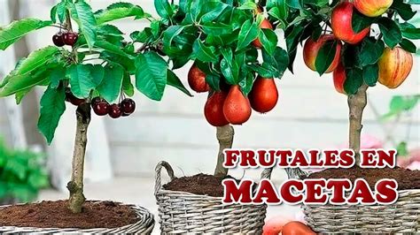 7 Cuidados Clave para Cultivar Árboles Frutales en Maceta   Cuidando el ...