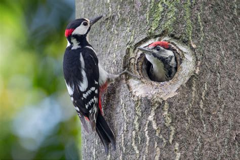 7 curiosidades de los pájaros carpinteros   Mis Animales
