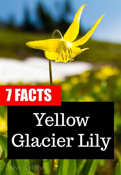 7 Facts About Yellow Glacier Lily   A Sure Sign Of Spring ...