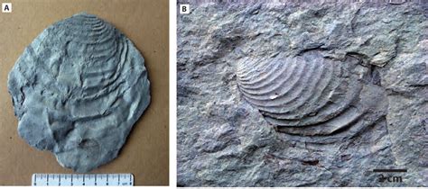7. Fósiles de moluscos bivalvos inocerámidos. Ejemplares ...