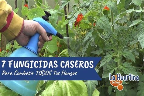 7 Fungicidas Caseros Para Combatir Hongos En Tu Huerto | Insecticida ...