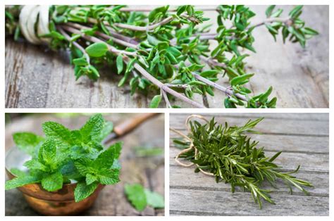 7 hierbas aromáticas que fácilmente puedes cultivar en tu hogar