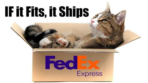 7 Hilarious Ways to Ship a Cat That Will Make you Laugh