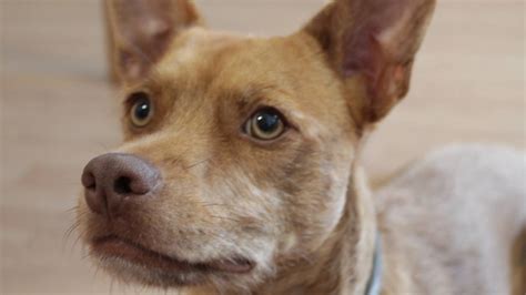 7 historias de perros memorables para celebrar el Día de ...