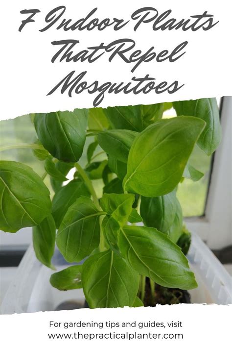 7 Incredible Indoor Plants That Repel Mosquitoes ...