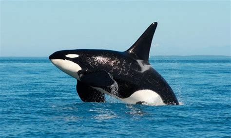 7 Incríveis curiosidades sobre as Orcas   TriCurioso