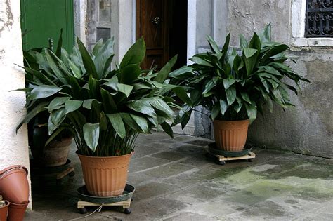 7 Indoor Plants That Are Safe for Pets  & Also Improve Our ...