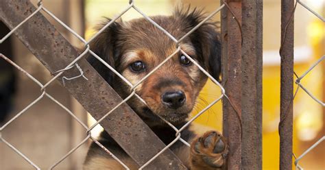 7 maneiras de ajudar animais abandonados   Centro de Saúde ...