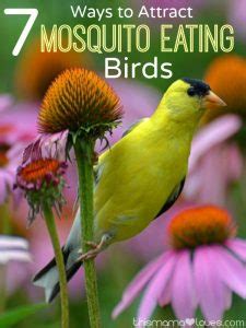 7 maneras de atraer pájaros que comen mosquitos / esta mamá ama ...