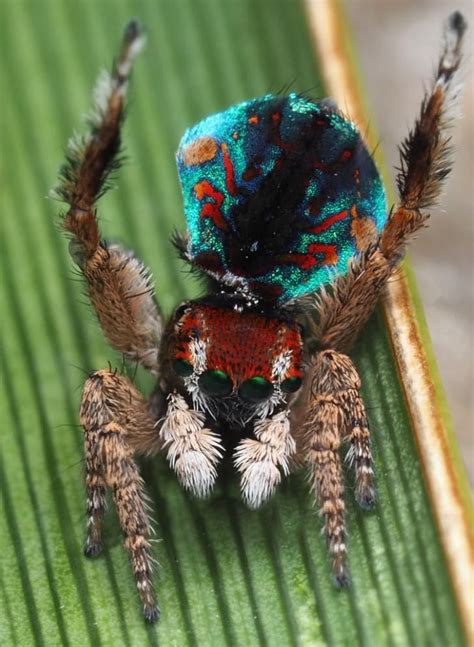 7 nuevas especies de arañas coloridas descubiertas en ...