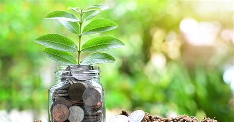 7 Plantas que atraen dinero y prosperidad | Blog Verdecora