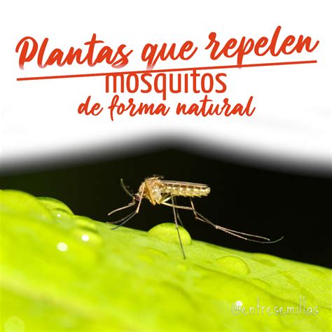 7 Plantas que repelen mosquitos de forma natural | Blog ...
