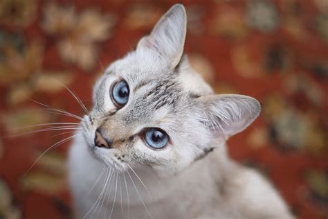 7 Razas De Gatos Con Ojos Azules  TOP Ventas