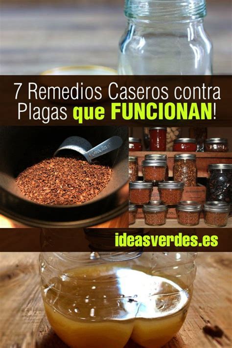 7 Remedios Caseros Contra Las Plagas De Tus Plantas Que ...