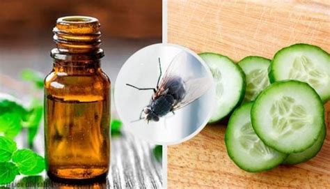 7 repelentes naturales para moscas — Mejor con Salud