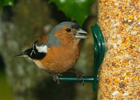 7 semillas para pájaros: cómo elegir las adecuadas