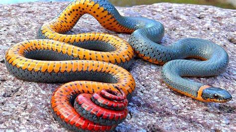7 Serpents Les Plus Colorés Qui Sont Uniques Au Monde ...