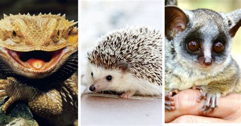 7 Super Cute Exotic Animals People Keep As Pets