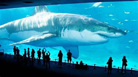7 Tiburones Gigantes Que Son Únicos En El Mundo   YouTube
