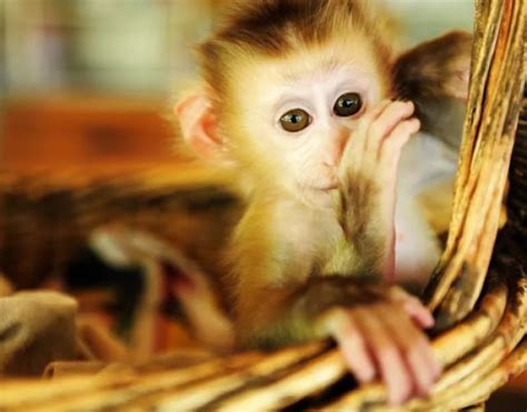 7 tipos de monos que se pueden mantener como mascotas Perritos HC