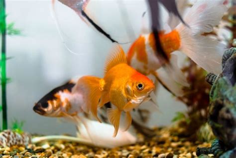 7 tipos de peces para tu acuario