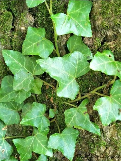 7 Tips for Growing Climbing Ivy   Reuse Grow Enjoy