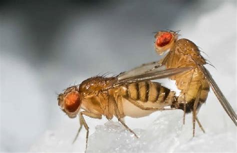 7 tips para deshacerse de las moscas de la fruta en casa   Catamarca ...