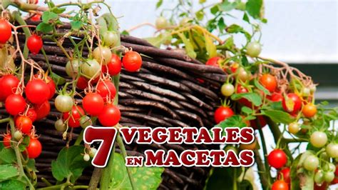 7 Vegetales Perfectos para Sembrar en Macetas   Cuidando ...