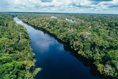 73 millones de árboles para el Amazonas | Futuro Verde