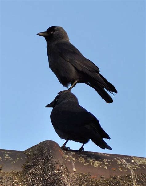 73 Pics That Prove Corvids Are The Biggest Baddasses In The Animal ...