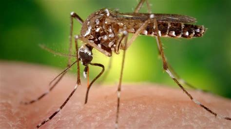 750 millones de mosquitos modificados genéticamente serán liberados en ...