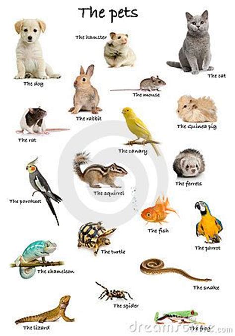 76 best Animales en inglés y mucho más. images on ...