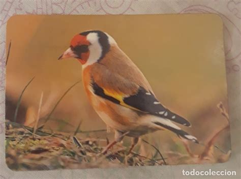 76279 calendario jilguero, pájaro, año 2017, s   Comprar ...